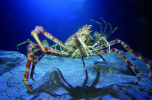 6460_Japanese Spider Crab