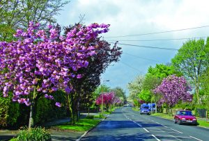 Photo of Alwoodley Lane, LS17. Image shows pink trees and greenery around the road.